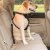 Säkerhetsbälte för Hund i Bil Ljusblå